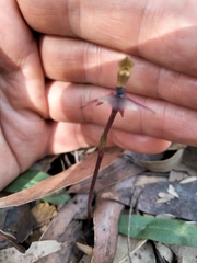 Chiloglottis trapeziformis