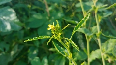 Rhamphospermum nigrum