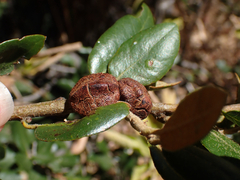 Disholandricus chrysolepidis