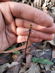 Chiloglottis trapeziformis