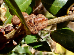 Disholandricus chrysolepidis