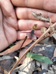 Chiloglottis trapeziformis