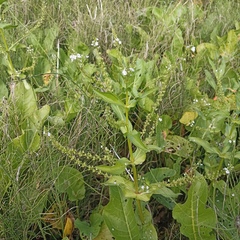 Veronica anagallis-aquatica