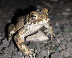 Bufotes viridis viridis