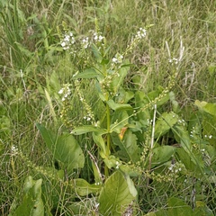 Veronica anagallis-aquatica