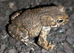 Bufotes viridis viridis