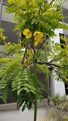 Cassia leptophylla