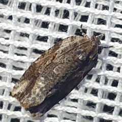 Tortricoidea