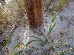 Pancratium maritimum