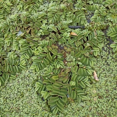Salvinia natans