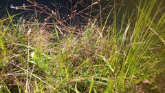 Eragrostis spectabilis