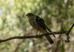Accipiter cirrocephalus