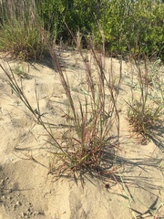 Schizachyrium littorale