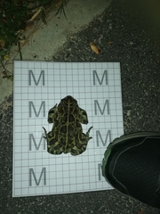 Sclerophrys pantherina