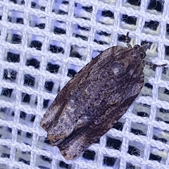 Tortricoidea