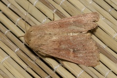 Mythimna ferrago
