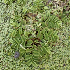 Salvinia natans