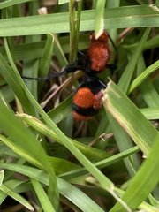 Dasymutilla occidentalis