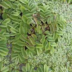 Salvinia natans