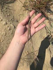 Schizachyrium littorale