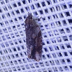 Tortricoidea