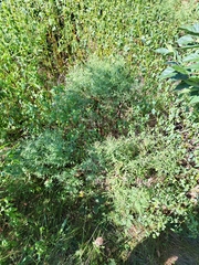 Epilobium coloratum