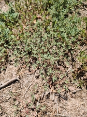 Portulaca oleracea