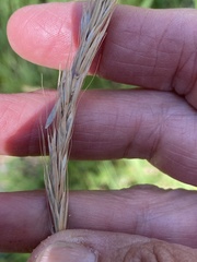Elymus glaucus