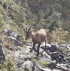 Capra ibex