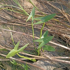 Sagittaria sagittifolia