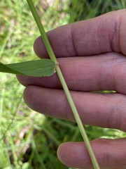 Elymus glaucus