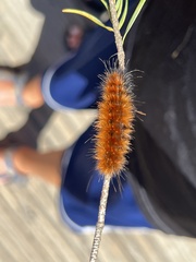 Pyrrharctia isabella