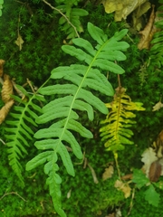 Polypodium vulgare