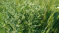 Eupatorium altissimum