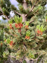 Pinus aristata