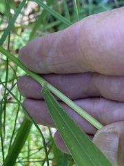 Elymus glaucus