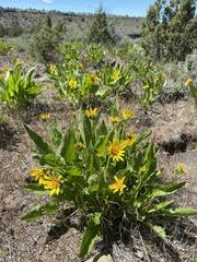 Balsamorhiza