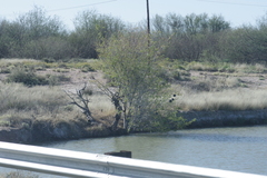 Prosopis glandulosa