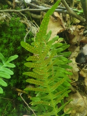 Polypodium vulgare