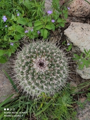 Mammillaria gigantea