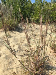 Schizachyrium littorale