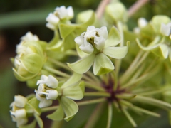 Asclepias ovata