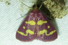 Pyrausta tyralis