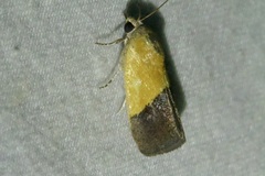Ponometia semiflava