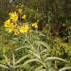 Jacobaea paludosa lanata