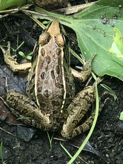 Lithobates sphenocephalus