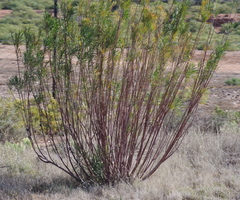 Gomphocarpus fruticosus