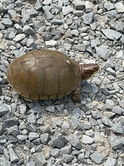 Terrapene carolina triunguis