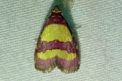 Phoenicophanta bicolor