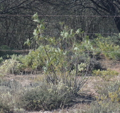 Prosopis glandulosa